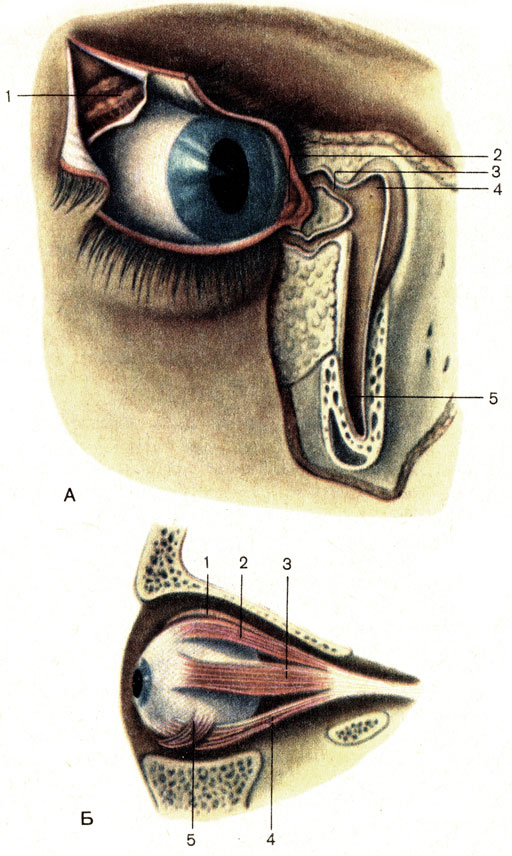 . 207.   ()     (). : 1 -   (glandula lacrimalis); 2 -   (papilla lacrimalis); 3 -   (canaliculus lacrimalis); 4 -   (saccus lacrimalis) ; 5 -   (ductus nasolacrimalis). : 1 - ,    (m. levator palpebrae superioris); 2 -    (m. rectus superior); 3 -    (m. rectus lateralis); 4 -    (m. rectus inferior); 5 -    (m. obliquus inferior).