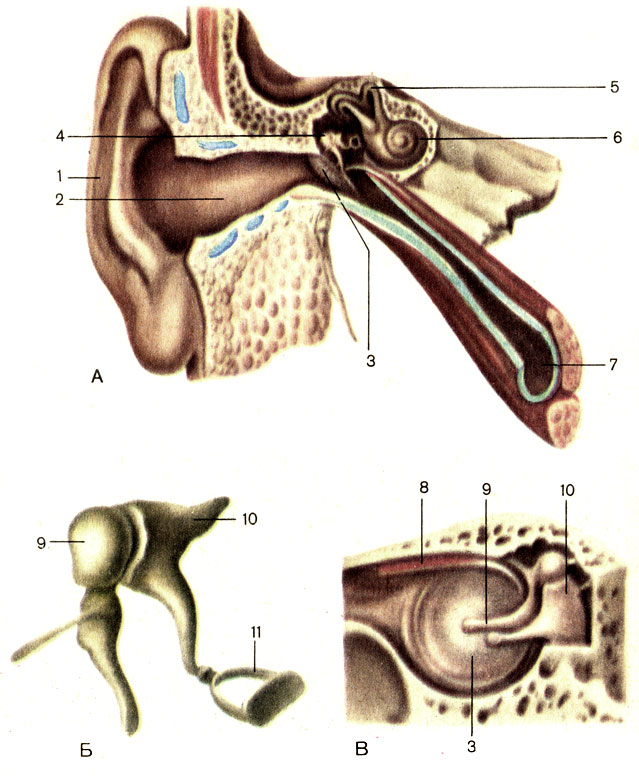. 208. -  (, ),   (),   (). 1 -   (auricula); 2 -    (meatus acusticus ternus); 3 -   (membrana tympani); 4 -   (auris media); 5 -    (canales semicirculares ossei); 6 -  (cochlea); 7 -   (tuba auditiva); 8 - ,   ; (m. tensor tympani); 9 -  (malleus); 10 -  (incus); 11 -  (stapes)