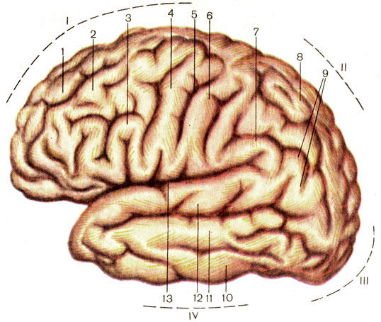 . 185.   , ,  . I -   (lobus frontalis); II -   (lobus parietalis); III -   (lobus occipitalis); IV -   (lobus temporalis); 1 -    (gyrus frontalis superior); 2 -    (gyrus frontalis medius); 3 -    (gyrus frontalis inferior); 4 -   (gyrus precentralis); 5 -   (sulcus centralis); 6 -   (gyrus postcentralis); 7 -   (gyrus supramarginalis); 8 -    (lobulus parietalis superior); 9 -   (gyrus angularis); 10 -    (gyrus temporalis inferior); 11 -    (gyrus temporalis medius); 12 -    (gyrus temporalis superior); 13 -   (sulcus lateralis)