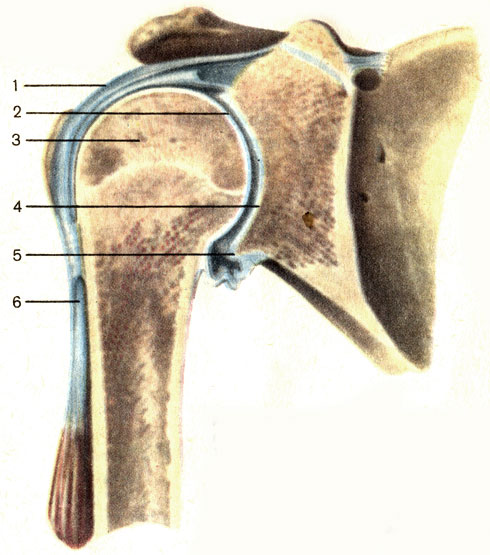 . 23.  , ;  . 1 -   (capsula articularis); 2 -   (cavitas articulare); 3 -    (caput humeri); 4 -    (cavitas glenoidalis); 5 -   (labrum glenoidale); 6 -       (tendo m. biceps brachii)
