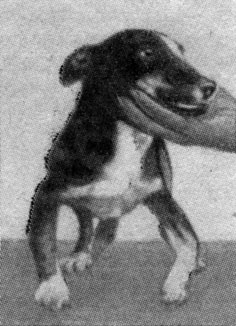 Рис. 29. Молодая собака с экспериментально вызванным рахитом