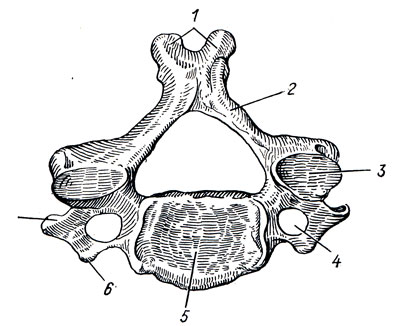 . 13. IV   (vertebra rvicalis IV) (),  . 1 - processus spinosus; 2 - arcus vertebrae; 3 - processus articularis sup.; 4 - foramen transversarium; 5 - corpus vertebrae; 6, 7, - tuberculum anterius et posterius  