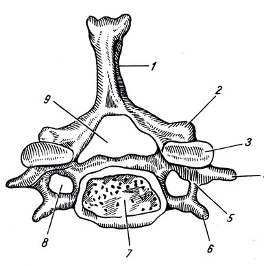. 14. VII   (vertebra cervicalis VII),  . 1 - processus spinosus; 2 - processus articularis inferior; 3 - facies articularis sup.; 4 - tuberculum posterius; 5 - processus transversus; 6 - tuberculum anterius; 7 - corpus vertebrae; 8 - foramen transversarium; 9 - foramen vertebrale