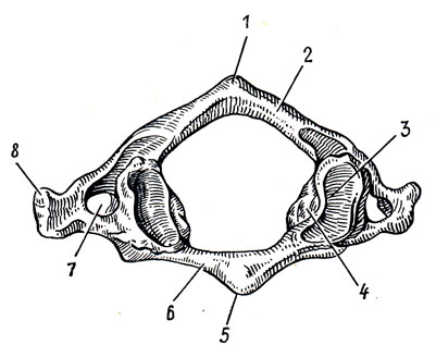. 15.  (atlas),  . 1 - tuberculum posterius; 2 - arcus posterior; 3 - fovea articularis sup.; 4 - massa lateralis; 5 - tuberculum anterius; 6 - arcus anterior; 7 - foramen transversarium; 8 - processus transversa