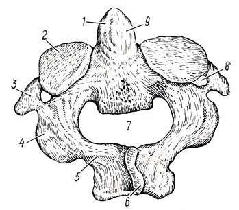. 16. Axis (epistropheus),    . 1 - dens axis; 2 - facies articularis sup.; 3 - processus transversus; 4 - processus articularis inf.; 5 - arcus vertebrae; 6 - processus spinosus; 7 - foramen vertebrate; 8 - foramen transversarium; 9 - facies articularis posterior dentis