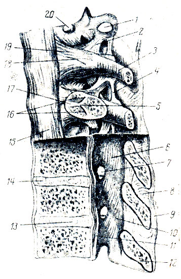 . 21.   ,  (      ) 1 - fades costalis transversalis; 2 - lig. costotransversarium; 3 - costa VIII; 4 - lig. intertransversarium; 5 - crista capitis costae; 6 - lig. flavum; 7 - foramen intervertebrale; 8 - lig. interspinale; 9 - lig. supraspinal; 10 - arcus vertebrae; 11 - lig. longitudinale posterius; 12 - proc. spinosus; 13 - nucleus pulposus; 14 - discus intervertebralis; 15 - lig. longitudinale anterius; 16 - art. capitis costae; 17 - lig. capitis costae intraarticulare; 18 - art. capitis costae; 19 - lig. capitis costae radiatum; 20 - fovea costalis