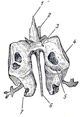 . 28.   (os ethmoidale),  . 1, 2 - crista galli; 3 - lamina cribrosa; 4 - lamina orbitalis; 5 - concha nasalis superior; 6 - lamina perpendicularis; 7 - labyrinthus ethmoidalis