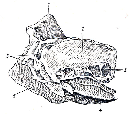 . 29.   (os ethmoidale),  . 1 - crista galli; 2 - lamina orbitalis; 3 - cellulae ethmoidales posteriores; 4 - concha nasalis media; 5 - lamina perpendicularis; 6 - cellulae ethmoidales anteriores