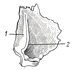 . 31.   (os lacrimale) ,  . 1 - sulcus lacrimalis; 2 - crista lacrimalis posterior