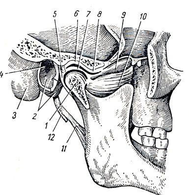 . 35. - , articulatio temporomandibularis (    ). 1 - proc. condylaris; 2 - pars tympanica  ; 3 - processus mastoideus; 4 - porus et meatus acusticus externus; 5 - capsula articularis (); 6 - fossa mandibularis; 7 - discus articularis; 8 - tuberculum articulare; 9  10 - m. pterygoideus lateralis; 11 - lig. stylomandibulare; 12 - processus styloideus