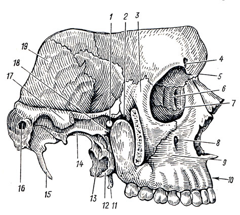 . 36. ,     (fossa temporalis, fossa infratemporalis, fossa pterygopalatina),   (  ). 1 - foramen sphenopalatinum; 2 - fissura orbitalis inferior; 3 - processus frontalis  ; 4 - incisura supraorbital; 5 - pars nasalis ossis frontalis; 6 - os lacrimale; 7 - fossa sacci lacrimalis; 8 - foramen infraorbitale; 9 - fossa canina; 10 - proc. alveolaris; 11 - hamulus processus pterygoidei; 12 - processus pyramidalis ossis palatini; 13 - lamina lateralis proc. pterygoidei; 14 - foramen ovale; 15 - proc. styloideus; 16 - meatus acusticus externus; 17 - proc. zygomaticus ossis temporalis; 18 - fossa pterygopalatina; 19 - pars squamosa ossis temporalis