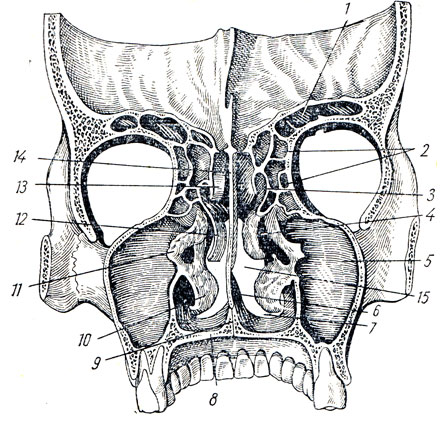 . 37.    ( . . ). 1 - sinus frontalis; 2 - cellulae ethmoidales; 3 - meatus nasi superior; 4 - meatus nasi medius; 5 - sinus maxillaris; 6 - vomer; 7 - meatus nasi inferior; 8 - processus palatinus maxillae; 9 - crista nasalis maxillae; 10 - concha nasalis inferior; 11 -  ; 12 - concha nasalis media; 13 - concha nasalis superior; 14 - lamina perpendicularis ossis ethmoidalis; 15 - meatus nasi communis