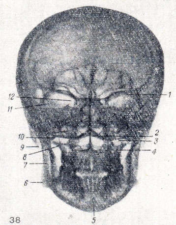 . 38.      . 1 - margo supraorbital; 2 - facies externa basis cranii; 3 - sinus maxillaris; 4 -   ; 5 - protuberantia mentalis; 6 - angulus mandibulae; 7 - ramus mandibulae; 8 -  sinus maxillaris; 9 - processus mastoideus; 10 - facies externa basis cranii; 11 - ala major ossis sphenoidalis; 12 - fissura orbitalis superior