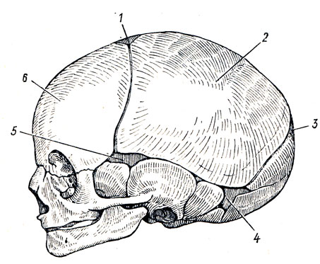 . 40.  ,  . 1 - fonticulus anterior; 2 - tuber parietale; 3 - fonticulus posterior; 4 - fonticulus mastoideus; 5 - fonticulus sphenoidalis; 6 - tuber frontale