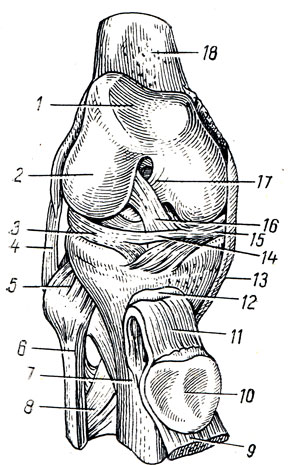 . 58.   (articulatio genus)  ( );   ;       . 1 - fades patellaris; 2 - condylus lateralis; 3 - meniscus lateralis; 4 - lig. collaterale fibulare; 5 - lig. capitis fibulae anterius; 6 - fibula; 7 - tibia; 8 - membrana interossea cruris; 9 - tendo m. quadricipitis femoris; 10 - facies articularis patellae; 11 - lig. patellae; 12 - bursa infrapatellaris profunda; 13 - lig. collaterale tibiale; 14 - lig. transversum genus; 15 - meniscus medialis; 16 - lig. cruciatum anterius; 17 - lig. cruciatum posterius; 18 - femur