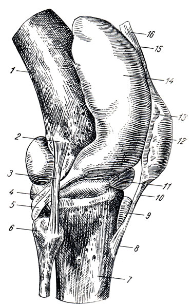 . 60.        . 1 - femur; 2 - epicondylus lateralis; 3 - lig. collaterale fibulare; 4 - tendo m. poplitei; 5 - bursa m. poplitei; 6 - caput fibulae; 7 - tibia; 8 - tuberositas tibiae; 9 - bursa infrapatellaris profunda; 10 - lig. patellae; 11 - meniscus lateralis; 12 - bursa prepatellaris subcutanea; 13 - patella; 14 - bursa suprapatellaris; 15, 16 - tendo m. quadricipitis femoris