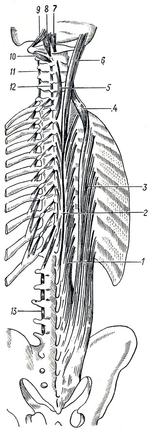 . 70.    (). 1 - m. longissimus; 2 - m. spinalis thoracis; 3 - m. iliocostalis thoracis; 4 - m. iliocostalis cervicis; 5 - m. spinalis cervicis; 6 - m. longissimus capitis; 7 - m. rectus capitis posterior minor; 8 - m. rectus capitis posterior major; 9 - m. obliquus capitis superior; 10 - m. obliquus capitis inferior; 11 - mm. intertransversarii; 12 - mm. interspinales; 13 - mm. intertransversarii mediales lumborum