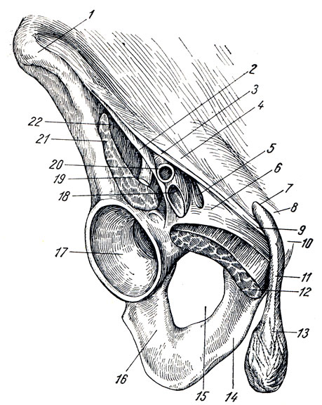 . 75. Lacuna vasorum  lacuna musculorum,    ( ). 1 - spina iliaca anterior superior; 2 - arcus iliopectineus; 3 - fascia lata (); 4 - lig. inguinale; 5 - anulus femoralis; 6 - lig. lacunare; 7 - anulus inguinalis superficial; 8 - crus mediale; 9 - crus laterale; 10 - tuberculum pubicum; 11 - funiculus spermaticus; 12 - m. pecti-neus (); 13 - m. cremaster; 14 - ramus inferior ossis pubis; 15 - foramen obturatum; 16 - corpus ossis ischii; 17 - acetabulum; 18 - v. femoralis; 19 - n. femoralis; 20 - a. femoralis; 21 - m. iliopsoas; 22 - lacuna musculorum