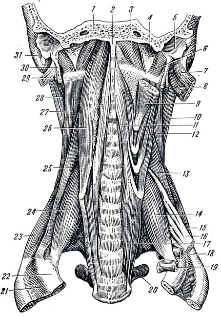  78.  ()  . 1 - pars basilaris ossis occipitalis; 2 - tuberculum pharyngeum; 3 - m. rectus capitis anterior; 4 - fossa jugularis; 5 - pars tympanica ossis temporalis; 6 - m. rectus capitis lateralis; 7 - m. sternocleidomastoideus (); 8 - m.digastricus,   (); 9 - m. longus capitis (); 10 - m. splenius capitis; 12 - m. levator scapulae; 13 - m. scalenus medius (); 14 - m. scalenus anterior; 15 - m. scalenus posterior; 16 -   ; 11  17 - m. longus colli; 18 -  ; 19 -  ; 20 - processus transversus; 21 - mm. intercostales externi; 22 - costa I; 23 - m. scalenus posterior; 24 - m. scalenus anterior; 25 - m. scalenus medius; 26 - m. longus capitis; 27 - m. levator scapulae; 28 - m. splenius capitis; 29 - m. digastricus, venter posterior (); 30 - proc. styloideus; 31 - proc. mastoideus