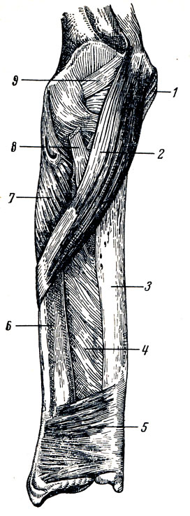 . 86.    -    ( ). 1 - epicondylus medialis; 2 - m. pronator teres; 3 - ulna; 4 - membrana interossea antebrachii; 5 - m. pronator quadratus; 6 - radius; 7 - m. supinator; 8 - tendo m. bicipitis brachii; 9 - capsula articularis