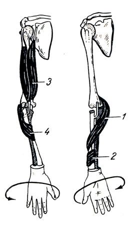 . 87.  ()   () . 1 - m. pronator teres; 2 - m. pronator quadratus; 3 - m biceps brachii; 4 - m. supinator