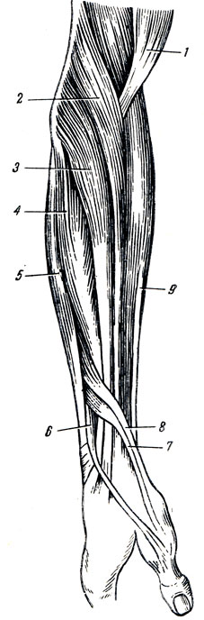 . 89.    . 1 - m. biceps brachii; 2 - m. brachioradialis; 3 - m. extensor carpi radialis longus; 4 - m. extensor carpi radialis brevis; 5 - m. extensor digitorum; 6 - m. extensor pollicis longus; 7 - m. extensor pollicis brevis; 8 - m. abductor pollicis longus; 9 - m. flexor digitorum superficialis