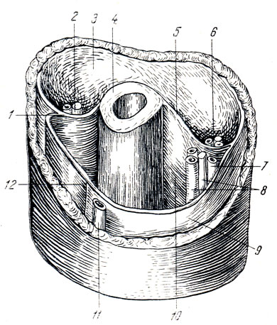 . 93.     . 1 - septum intermusculare laterale; 2 - a. collateralis radialis et n. radialis; 3 -  m. tricipitis brachii; 4 - humerus; 5 - septum intermusculare mediale; 6 - a. collateralis ulnaris superior et n. ulnaris; 7 - v. basilica; 8 - a. brachialis et n. medianus; 9 - fascia brachii; 10 -  m. bicipitis brachii et m. brachialis; 11 - v. cephalica; 12 -     