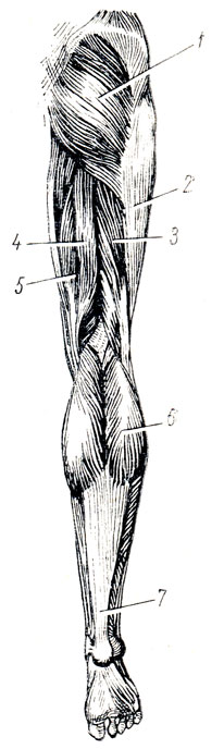 . 96.       ,  . 1 - m. gluteus maximus; 2 - tractus iliotibialis; 3 - m. biceps femoris; 4 - m. semitendinosus; 5 - m. semimembranosus; 6 - m. gastrocnemius     (7)