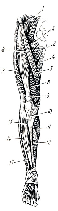 . 98.    . 1 - m. iliopsoas; 2 - m. pectineus; 3 - m. adductor longus; 4 - m. gracilis; 5 - m. sartorius; 6 - m. rectus femoris; 7 - m. vastus lateralis; 8 - m. vastus medialis; 9 - tendo m. quadricipitis femoris; 10 - lig. patellae; 11 - m. gastrocnemius; 12 - m. soleus; 13 - m. tibialis anterior; 14 - m. peroneus longus; 15 - m. extensor digitorum longus