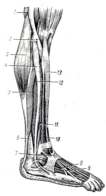 . 100.   . 1 - m. biceps femoris; 2 - caput fibulae; 3 - caput laterale m. gastrocnemii; 4 - m. peroneus longus; 5 - m. soleus; 6 - tendo calcaneus Achillis; 7 - malleolus lateralis; 8 - tendo m. peronei tertii; 9 - m. extensor digitorum brevis; 10 - m. extensor digitorum longus; 11 - m. peroneus brevis; 12 - m. peroneus longus; 13 - m. tibialis anterior