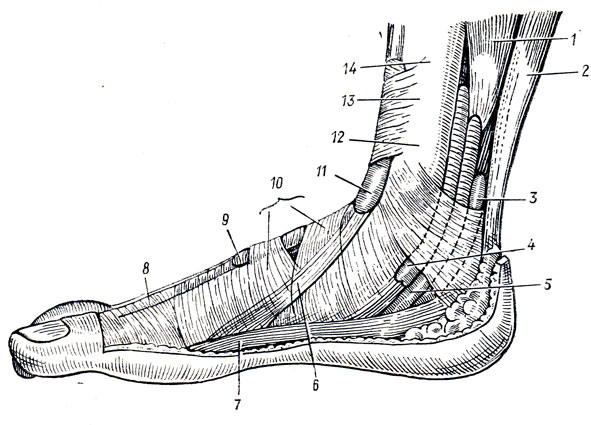 . 104.    (  ). 1 - m. flexor digitorum longus; 2 - tendo calcaneus; 3 - vagina tendinis m. flexoris hallucis longi; 4 - vagina tendinis m. tibialis posterioris; 5 - vagina tendinis m. flexoris digitorum longi; 6 - tendo m. tibialis anterioris; 7 - m. abductor hallucis; 8 - tendo m. extensoris hallucis longi; 9 - vagina tendinis m. extensoris hallucis longi; 10 - retinaculum mm. extensorum inf.; 11 - vagina tendinis m. tibialis anterioris; 12 - malleolus medialis; 13 - retinaculum mm. extensorum sup.; 14 - tibia