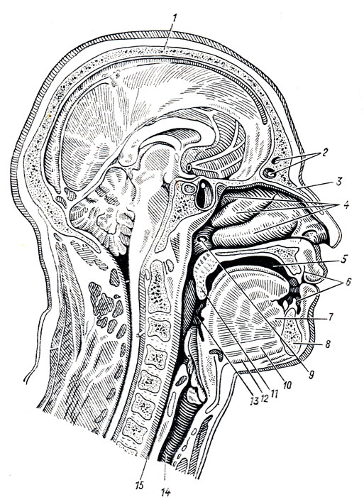 . 107.        . 1 - calvaria; 2 - sinus frontalis; 3 - os nasale; 4 - conchae nasales superior, media et inferior; 5 - cavum oris; 6 - vestibulum oris; 7 - m. genioglossus; 8 - mandibula; 9 - ostium pharyngeum tubae auditivae; 10 - m. geniohyoideus; 11 - uvula; 12 - m. mylohyoideus; 13 - tonsilla palatina; 14 - trachea; 15 - esophagus
