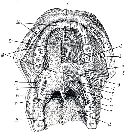 . 108. ͸     ( ). 1 - palatum durum; 2 - ,  ; 3 -  ductus parotideus; 4 - hamulus pterygoideus; 5 - m. tensor veli palatini; 6 - tunica mucosa oris; 7 - m. levator veli palatini; 8 - m. constrictor pharyngis superior; 9 - m. palatopharyngeus; 10 - m. uvulae; 11 - m. palatoglossus; 12 - dorsum linguae; 13 - arcus dentalis inferior; 14 - isthmus faucium; 15 - tonsilla palatina; 16 - raphe pterygomandibularis; 17 - m. buccinator; 18 - glandulae palatinae; 19 - gingiva; 20 - arcus dentalis superior
