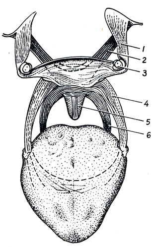 . 109.    . 1 - m. tensor veli palatini; 2 - m. levator veli palatini; 3 - hamulus pterygoideus; 4 - m. palatoglossus; 5 - m. uvulae; 6 - m. palatopharyngeus