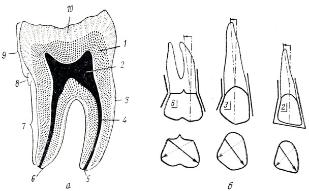 . 112.  -  ,  (,  . . ): 1 - dentinum; 2 - cavum dentis; 3 - cementum; 4 - canalis radicis dentis; 5 - foramen apicis dentis; 6 - apex radicis dentis; 7 - radix dentis; 8 - collum dentis; 9 - corona dentis; 10 - enamelum;  -        ( . , .   . ),    ; 2 -  ; 3 - ; 6 -    