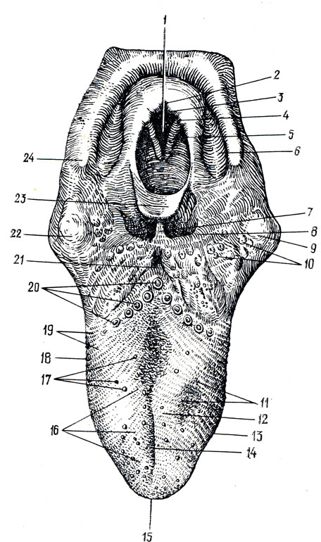 . 114.     . 1 - rima glottidis; 2 - incisure interarythonoidea; 3 - tuberculum corniculatum; 4 - tuberculum cuneiforme; 5 - plica aryepiglottica; 6 - recessus piriformis; 7 - plica glossoepiglottica mediana; 8 - plica glossoepiglottica lateralis; 9 - tonsilla palatina sinistra; 10 - folliculi linguales; 11 - papillae conicae; 14 - sulcus medianus linguae; 15 - apex linguae; 12, 16 - papillae filiformes; 17 - papillae fungiformes; 13, 18, 19 - papillae foliatae; 20 - papillae vallatae,  sulcus terminalis; 21 - foramen cecum linguae; 22 - tonsilla palatina dextra; 23 - epiglottis; 24 - cornu majus ossis hyoidei