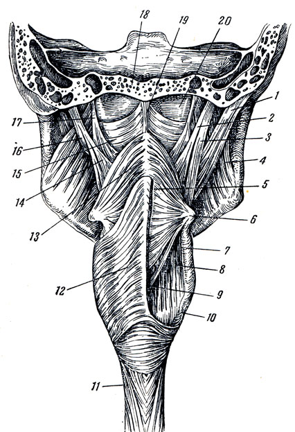 . 120.   . 1 - m. digastricus (venter posterior); 2, 8, 14 - m. stylopharyngeus; 3 - m. stylohyoideus; 4 - m. pterygoideus medialis; 5, 13 - m. constrictor pharyngis med.; 6 - oshyoideum; 7, 10 - eornu superius et inferius cartilaginis thyreoideae; 11 - esophagus; 12 - m. constrictor pharyngis inferior; 15, 17 - m. constrictor pharyngis sup.; 16 - processus styloideus; 18 - pars basilaris ossis occipitalis; 9, 19 - raphe pharyngis; 20 -   