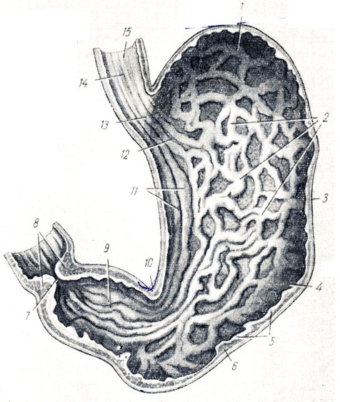 . 124.  (;  . . ). 1 - fornix ventriculi; 2, 11 - plicae mucosae ventriculi; 3 - curvatura major; 4 - tunica mucosa ventriculi; 5 - tela submucosa ventriculi; 6 - tunica muscularis ventriculi; 7 - valvula pylorica; 8 - m. sphincter pylori; 9 - pars pylorica (canalis egestorius); 10 - incisura annularis; 12 - pars cardiaca ventriculi; 13 - ostium cardiacum; 14 - plicae mucosae esophagi, 15 - esophagus
