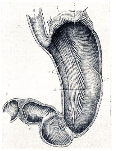 . 125.   ,     (     ;  . . ). 1 - paries anterior ventriculi (  ); 2 - fornix ventriculi; 3 - stratum circulare; 4 - m. sphincter pylori; 5 - duodenum; 6 - paries posterior ventriculi; 7 - fibrae obliguae; 8 - tunica muscularis esophagi (stratum circulare)