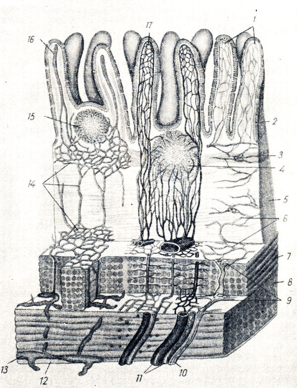 . 133.     (  - ). 1 - plexus nervosus villi; 2 - epitelium; 3 - tunica muscularis mucosae; 4, 15 - folliculi lymphatici solitarii; 5 - tela submucosa; 6 - plexus submucosus; 7, 8 - stratum circulare  stratum longitudinale  ; 9 - plexus myentericus; 10 - n. intestinalis; 11 - a. et v. intestitii; 12 - tunica serosa; 13 - plexus lymphat. subserosus; 14 - plexus lymphat. submucosus; 16 - vas lymphaticum centrale; 17 - plexus vasculosus villi