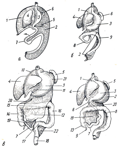 . 152.   ,   .  -   ();  -    -      (): 1 - mesenterium ventrale; 2 - mesenterium dorsale; 3 - ventriculitis; 4 - hepar; 5 - pancreas; 6 - lien; 7 - intestinum; 8 - intestinum tenue; 9 - intestinum crassum;  -    ( ): 1 - mesenterium ventrale; 2 - mesenterium dorsale; 3 - ventriculus; 4 - hepar; 5 - lien; 6 - duodenum; 7 - ileum; 8 - intestinum crassum; 9 - appendix vermiformis; 10 - lig. falciforme hepatis; 11 - omentum minus; 12 - omentum majus; 13 - cecum; 14 - colon ascendens; 15 - colon transversum; 16 - colon descendens; 17 - colon sigmoideum; 18 - rectum; 19 - mesenterium; 20 - mesocolon transversum; 21 - lig. gastrolienal; 22 - mesocolon sigmoideum