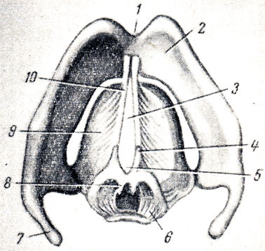. 154.      ( ). 1 - incisura thyreoidea superior; 2 - cartilago thyreoidea; 3 - rima glottidis (pars intermembranacea); 4 - processus vocalis; 5 - rima glottidis (pars intercartilaginea); 6 -  art. cricoarythenoidea; 7 - cornu superius cartilaginis thyreoideae; 8 - cartilago corniculata; 9 - conus elasticus; 10 - lig. vocale