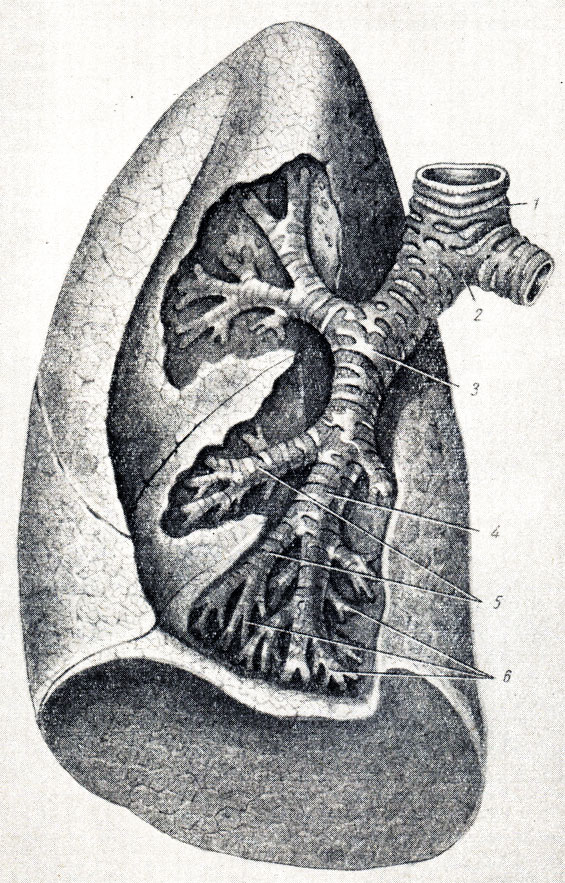. 158.   (,  . . ). 1 - trachea; 2 - bifurcatio tracheae; 3 - bronchus principalis sin.; 4 - bronchus lobaris inferior sin.; 5 - bronchi segmentates; 6 -   