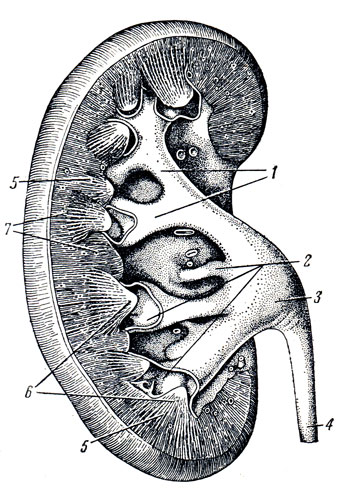. 163.   . 1 - calyces renales majores; 2 - calyces renales minores; 3 - pelvis renalis; 4 - ureter; 5 - medulla renis (pyramides renales); 6 - papillae renales; 7 - cortex renis