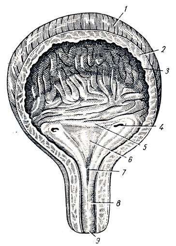 . 169.       (  - ). 1 - tunica muscularis (stratum ext.); 2 - tunica muscularis (stratum circulare); 3 - tunica mucosa; 4 - ostium ureteris; 5 - plica interureterica; 6 - trigonum vesicae; 7 - ostium urethrae int.; 8 - urethra; 9 - ostium urethrae ext