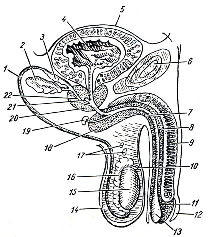 . 171.    (). 1 - ductus deferens; 2 - vesicula seminalis; 3 - ampulla ductus deferentis; 4 -   ; 5 - ,   ; 6 - symphysis pubica; 7 - urethra; 8 - corpus spongiosum penis; 9 - corpus cavernosum penis; 10 - appendix testis; 11 - glans penis; 12 - preputium; 13 - fossa navicularis; 14 - scrotum; 15 - testis; 16 - epididymis; 17 - paradidymis; 18 - bulbus penis; 19 - glandula bulbourethral (    ); 20 - prostata; 21 - utriculus prostaticus; 22 - ductus ejaculatorius