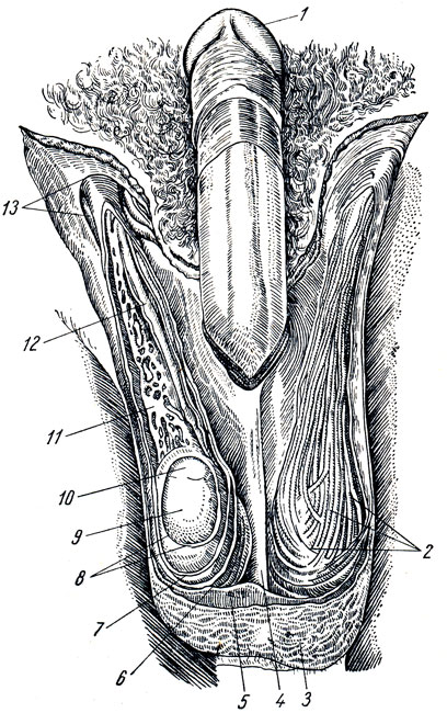 . 173.     . 1 - glans penis; 2 -   m. cremaster; 3 -  ; 4 - septum scroti; 5 - tunica dartos; 6 - m. cremaster; 7 - fascia spermatica interna; 8 - tunica vaginalis testis; 9 - testis; 10 - caput epididymidis; 11 - plexus pampiniformis; 12 - ductus deferens; 13 - anulus inguinalis superficialis