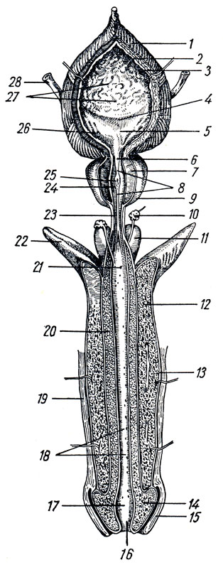 . 175.    (    ),   (     ). 1, 2 - tunica muscularis (stratum externum  stratum medium); 3 - tela submucosa; 4 - plica interureterica; 5 - trigonum vesicae; 6 - ostium urethrae internum; 7 - substantia muscularis prostatae; 8 - pars prostatica urethrae; 9 - prostata; 10 - glandula bulbourethral; 11 - bulbus penis; 12 - corpus cavernosum penis; 13 - tunica albuginea; 14 - glans penis; 15 - preputium; 16 - ostium urethrae externum; 17 - fossa navicularis; 18 - lacunae urethrales; 19 - cutis; 20 - corpus spongiosum penis; 21 - ductus glandulae bulbourethralis (); 22 - crus penis; 23 - pars membranacea urethrae; 24 - ductus prostatici (); 25 - colliculus seminalis; 26 - ostium ureteris dextrum; 27 - plicae mucosae; 28 - ureter dexter