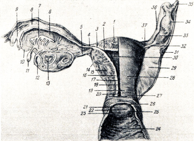 . 178.     ( ). 1 - fundus uteri; 2 - ostium uterinum tubae; 3 - pars uterina tubae; 4  37 - isthmus tubae uterinae; 5  32 - lig. ovarii proprium; 6 - mesosalpinx; 7 - epoophoron; 8 - ampulla tubae; 9 - infundibulum tubae uterinae; 10  34 - fimbriae tubae; 11 - epoophoron; 12 - folliculus ovaricus vesiculosus; 13 - corpus luteum; 14 - perimetrium; 15 - myometrium; 16 - endometrium; 17, 18 - isthmus uteri; 19  20 - cervix uteri et canalis cervicis; 21 - labium posterius; 22 - ostium uteri; 23 - labium anterius; 24 - vagina, paries anterior; 25 - portio vaginalis cervicis uteri; 26 - fornix vaginae; 27 - portio supravaginalis cervicis uteri; 28 -   ; 29 - lig. latum uteri; 30 - cavum uteri; 31 - ureter; 33 - ovarium dextrum; 35 - lig. suspensorium ovarii; 36 - ampulla tubae