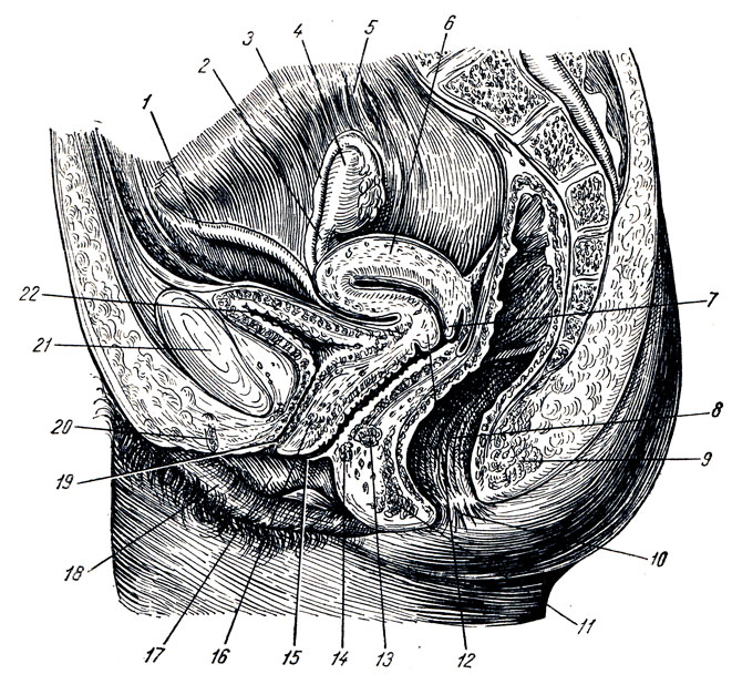 . 181.      . 1 - lig. teres uteri; 2 - lig. ovarii proprium; 3 - tuba uterina; 4 - ovarium; 5 - ureter; 6 - uterus; 7 - labium posterius uteri; 8 - rectum; 9  11 - m. sphincter ani externus; 10 - anus; 12 - labium anterius uteri; 13, 14, 16 -   ; 15 - vagina; 17 - labium minus pudendi; 18 - labium majus pudendi; 19 - urethra; 20 - clitoris; 21 - symphysis pubica; 22 - vesica urinaria